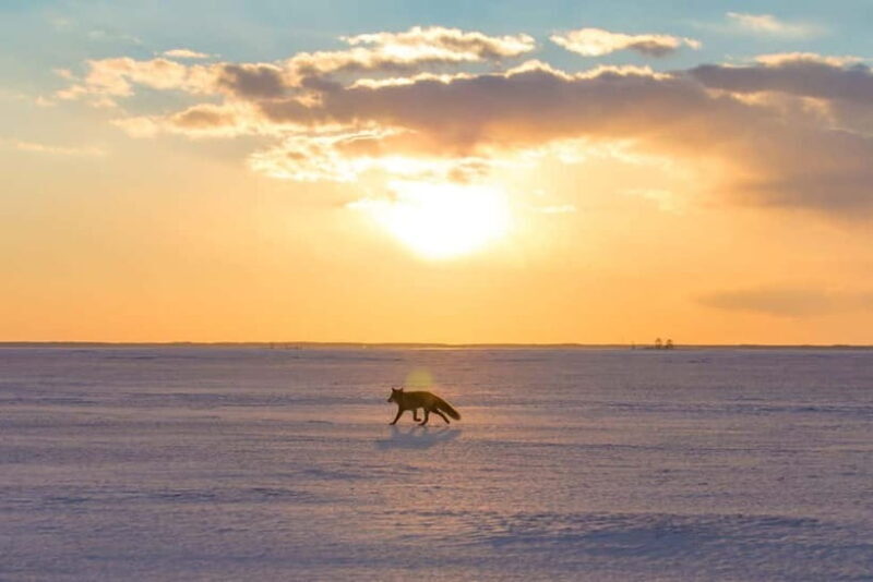 Ice Horizon Walk: Frozen Sea Adventure of Notsuke Peninsula - Introduction: A Winter Wonderland Like No Other