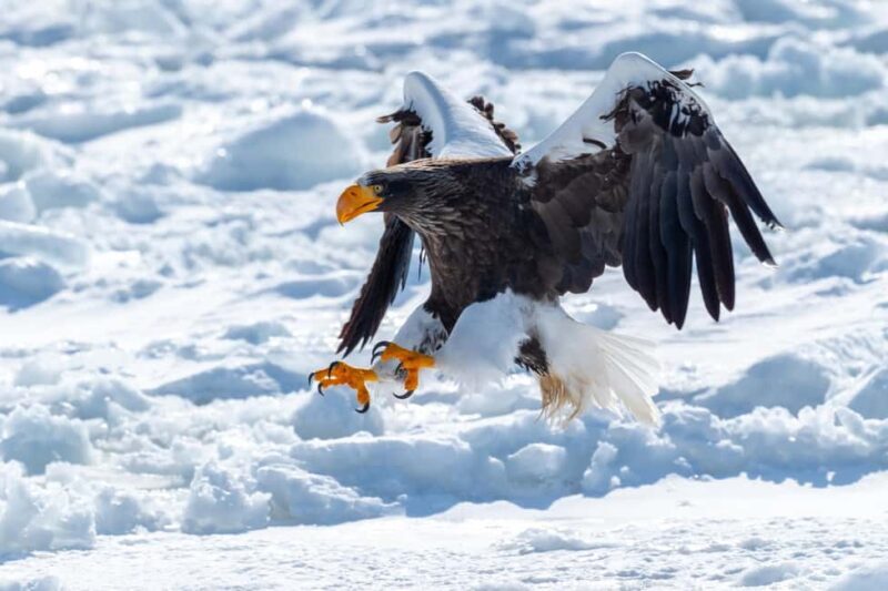 Icebreaker GARINKO GO III Cruise Explore Ice and Snow Tour - Good To Know