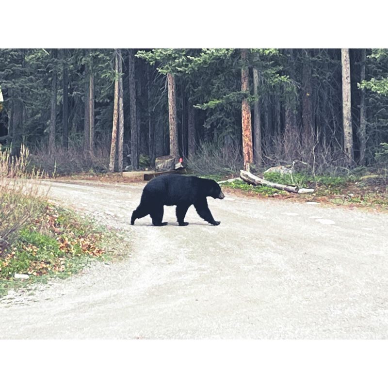 Icefields Parkway Tour: Columbia Icefield Adventure, Bow Lake, and Peyto Lake - What the Price Buys, and What It Does Not