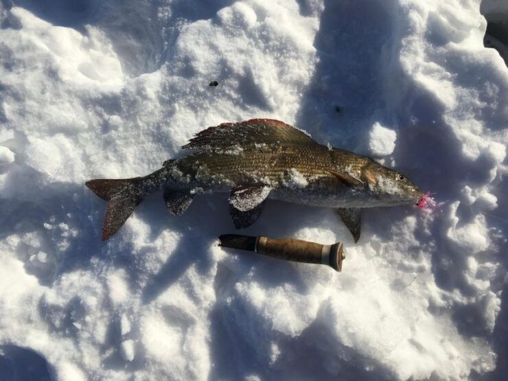 Icefishing and Tasting in Lake Inari - Activity Details