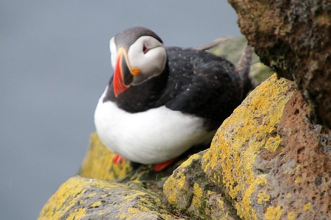 Iceland: 13-Day Tour Incl. Ring Road, Westfjords, Snaefellsnes  - Reykjavik - Highlights and Attractions