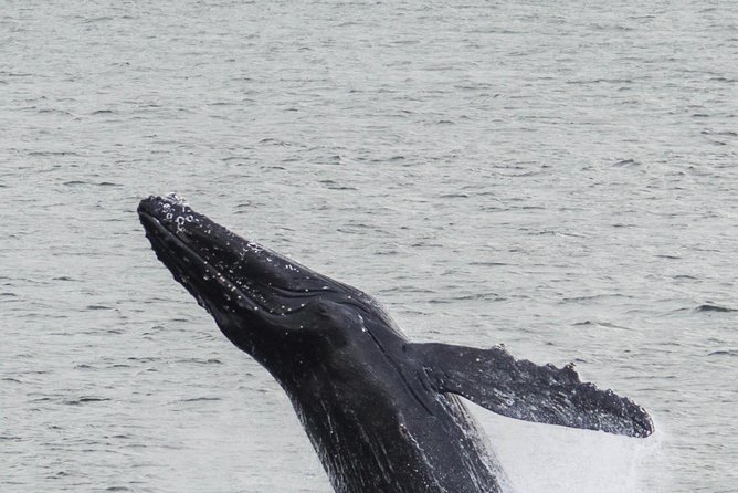 Iceland Super Saver: Northern Lights Cruise Plus Whale-Watching Tour From Reykjavik - The Sum Up