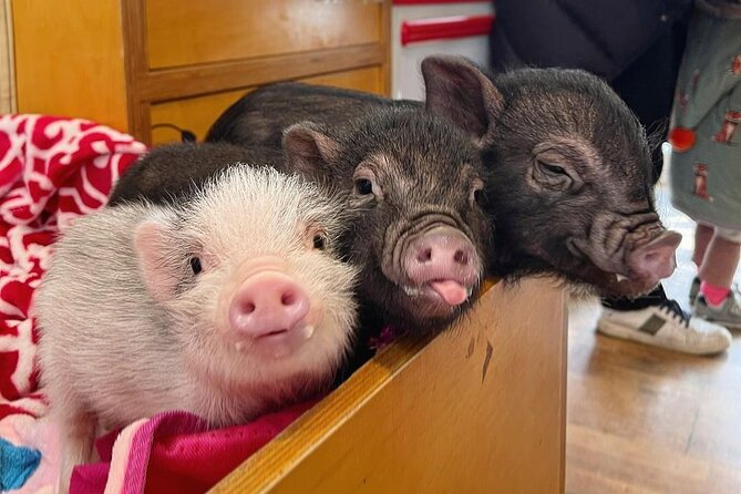 Icheon Mountain Hiking & Culture Tour - Booking Information