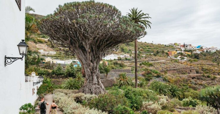 Icod De Los Vinos: Dragon Tree & Botanical Garden Ticket - Experience