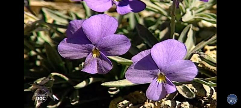 Icod De Los Vinos: Walking Route 1h30 - Starting Point and Itinerary