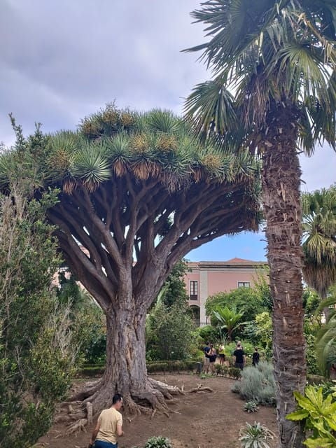 Icod De Los Vinos: Walking Route 1h30 - Meeting Point and Recognition