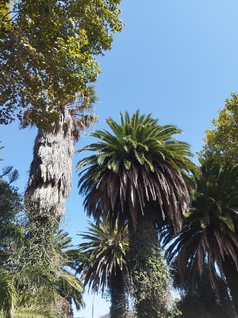 Icod De Los Vinos: Walking Route 1h30 - Frequently Asked Questions