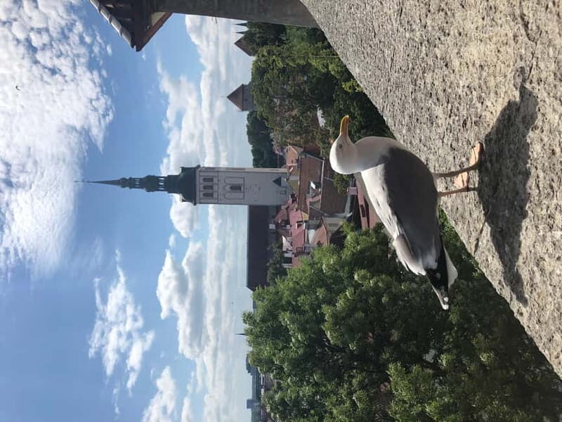 Iconic Old town Tallinn - Authentic Insights from Reviewers