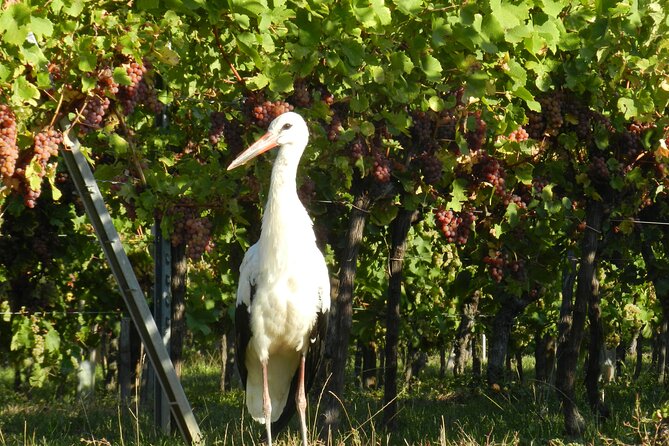 ICONICS Tour: 1/2 Day on the Wine Route, Visit of 2 Villages Tasting. - Traveler Photos and Reviews