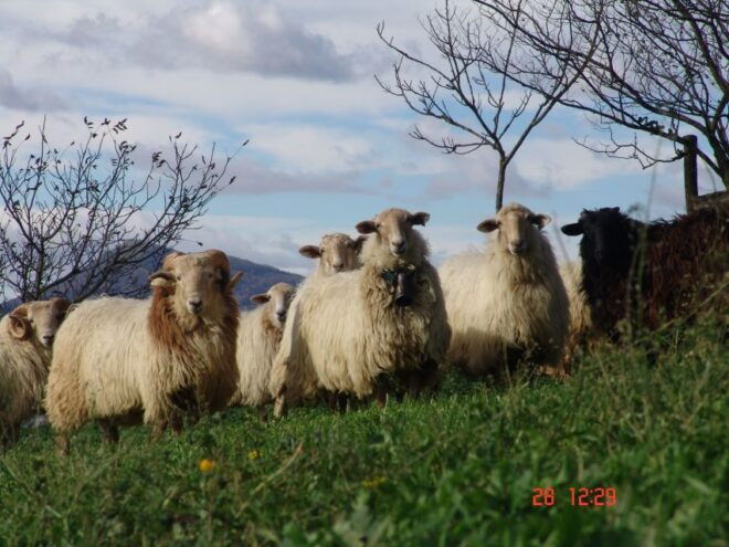 Idiazabal Cheese Tour From San Sebastian - Frequently Asked Questions