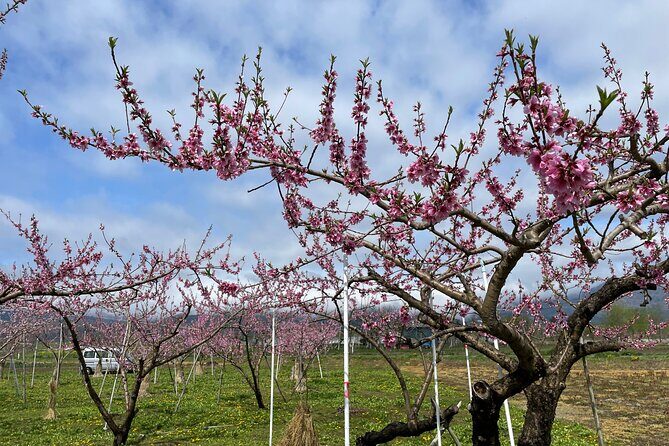 Iiyama Castle Cherry Blossom and Nozawa Onsen Morning Tour - FAQ