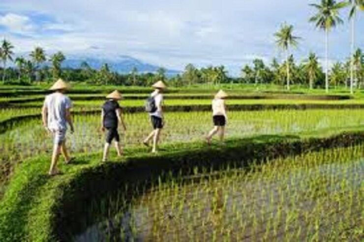 Ijen Private Tour : Stay With Locals In The Village (2D/1N) - Tour Overview