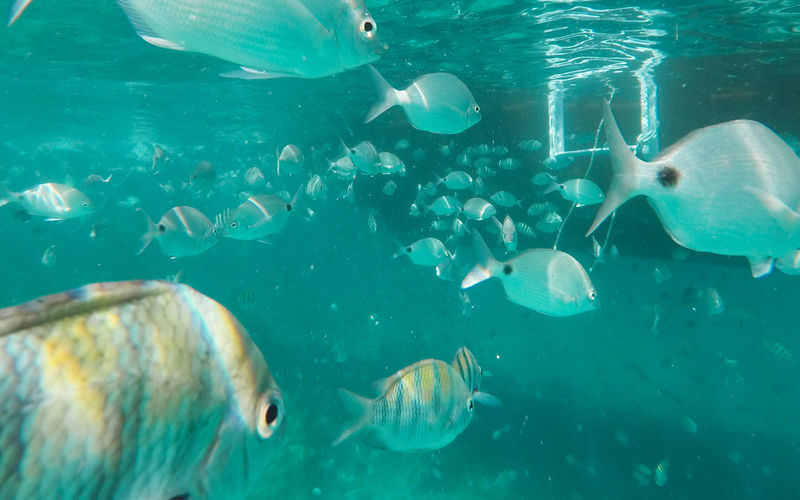 Ilha Grande Boat Tour with Lunch from Rio de Janeiro - Sailing Ilha Grande by schooner