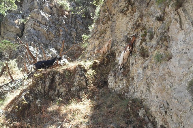 Imbros Gorge and Libyan Sea Day Tour From Rethymno - Questions