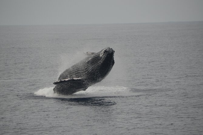 IMILOA - Express Whale Watch Cocktail Tour - Tour Details