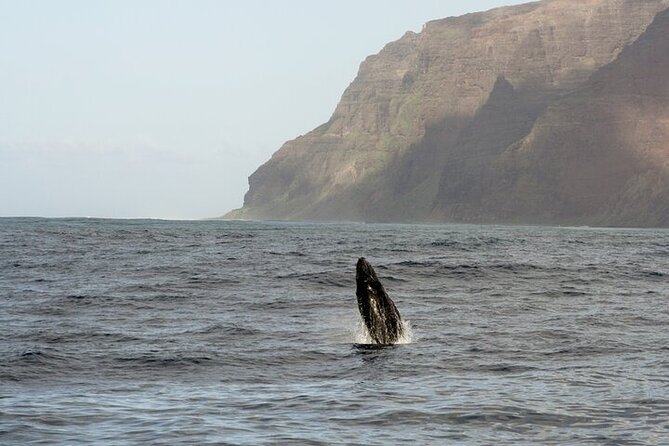 IMILOA - Express Whale Watch Cocktail Tour - Cancellation Policy