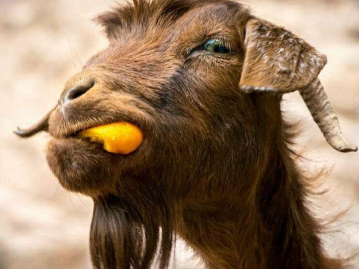 Imlil Day Trip - Atlas Mountains Exploration