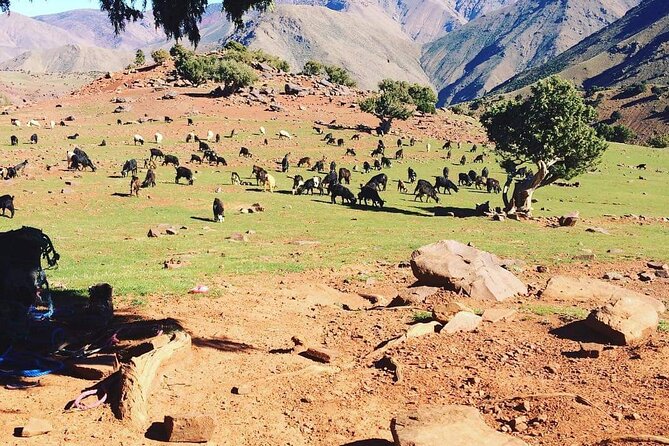 Imlil Full Day Trip From Marrakech With Berbers - The Sum Up