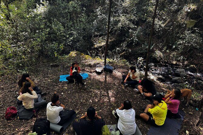 Immerse in the Nature: Deep Connection through Forest Bathing - Immerse in the Nature: Deep Connection through Forest Bathing