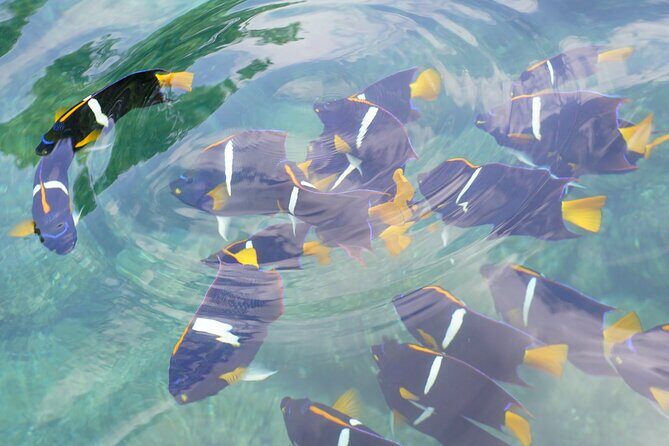 Enjoy paradise: Hidden Beach Snorkeling Adventure - A Relaxed yet Exciting Beach and Snorkeling Experience