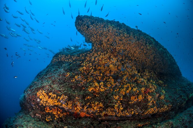 Immersion in Banco Santa Croce From Sorrento With Expert Guide - Meeting Point