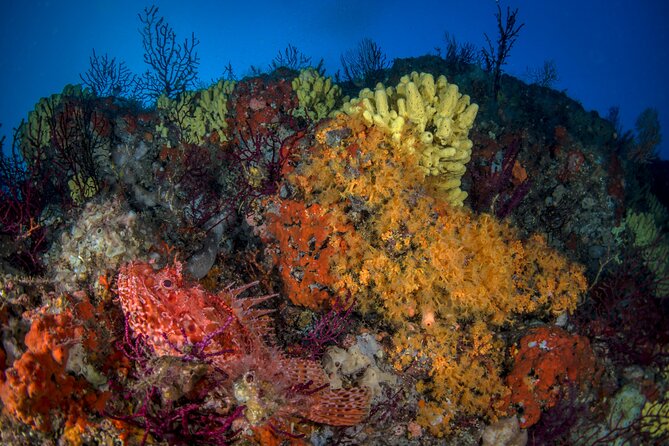 Immersion in Banco Santa Croce From Sorrento With Expert Guide - The Sum Up