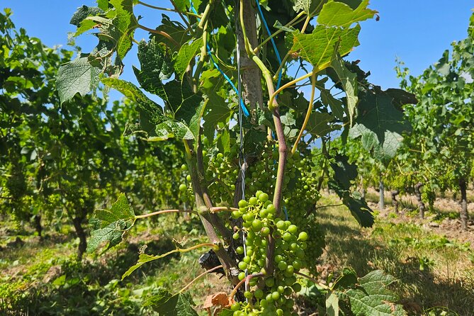 Immersion in the Geneva Vineyards by Tuktuk With Tasting - Pickup and Starting Point