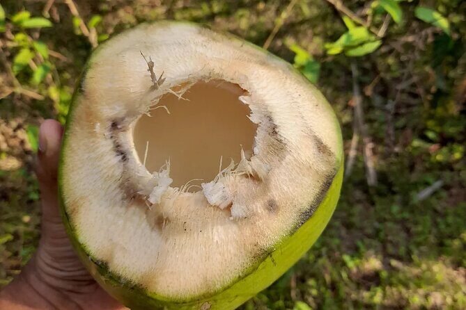 Immersive Coconut Experience by Mulgao Verde - A Close Look at the Mulgao Verde Coconut Experience