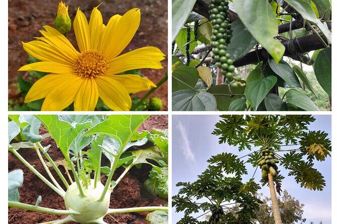 Immersive Coconut Experience by Mulgao Verde - Who Is This Tour Best For?