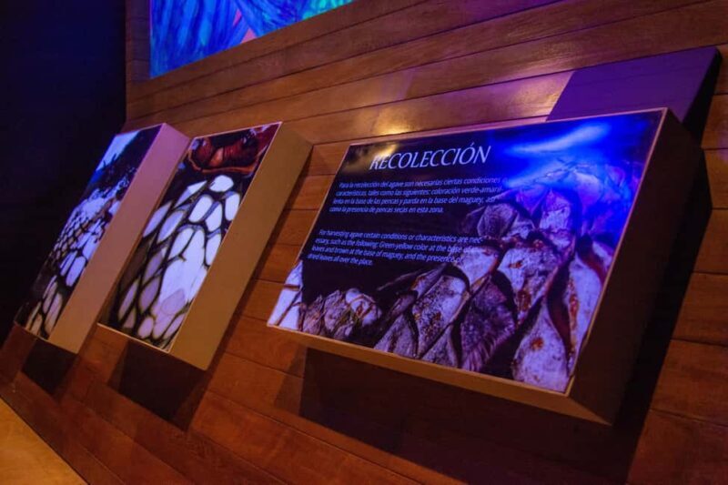 Immersive Experience & Tequila Tasting in Puerto Vallarta - A Closer Look at the Experience