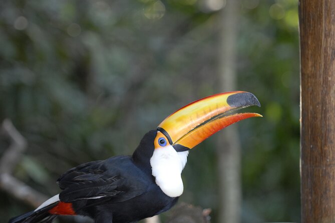 Immersive Iguazú Falls In One Day: Guided Walk, Train Ride & Boat - Train Ride Adventure