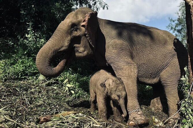 Immersive Kerchor Elephant Sanctuary Eco Park in Karen Tribe life - A Closer Look at the Experience