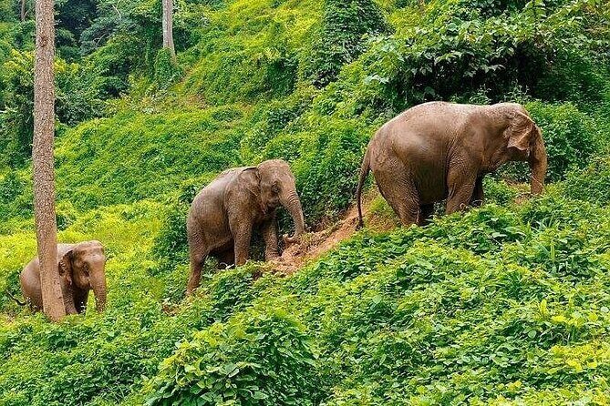 Immersive Kerchor Elephant Sanctuary Eco Park in Karen Tribe life - Who Will Love This Tour?