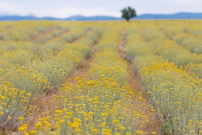 Immortelle Farm Island Krk - Tour Highlights