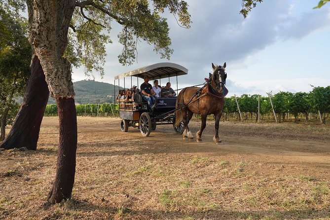 In a Carriage Among the Vineyards, Visit of the Cellar, Tasting of Organic Wines. - Location and Duration