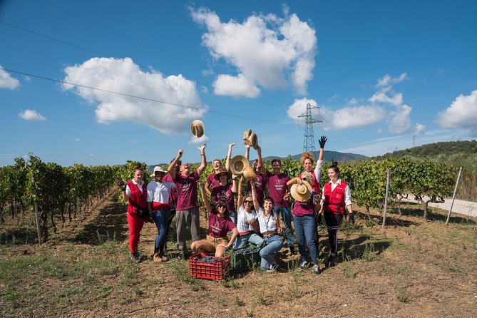 In a Carriage Among the Vineyards, Visit of the Cellar, Tasting of Organic Wines. - Inclusions