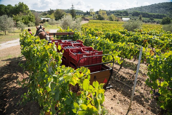 In a Carriage Among the Vineyards, Visit of the Cellar, Tasting of Organic Wines. - Alcoholic Beverages