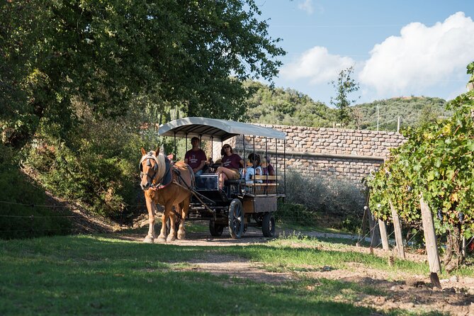 In a Carriage Among the Vineyards, Visit of the Cellar, Tasting of Organic Wines. - Winemaking Process and Wine Purchase