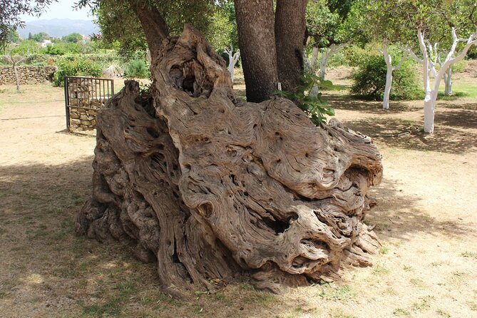In Crete Discover the Miracle of Olive Oil and Organic Fruits - Sustainable Farming Practices in Crete