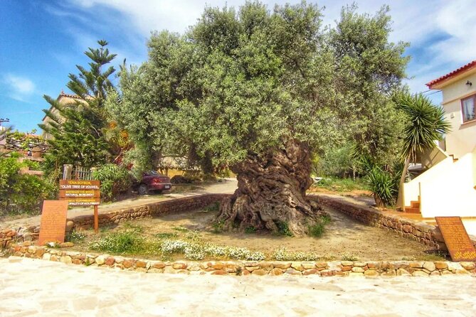 In Crete Discover the Miracle of Olive Oil and Organic Fruits - Common Questions