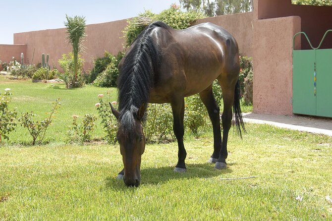 In Marrakesch :Horses Ride Experience - The Sum Up