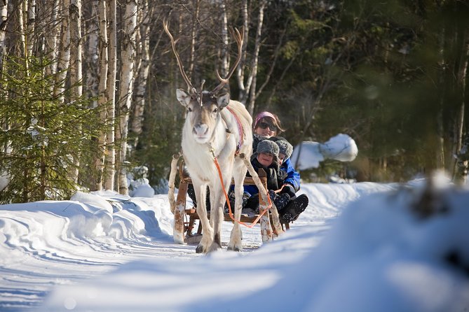 In Pursuit of Reindeer - Snowmobile Safari to Reindeer Farm in Rovaniemi - Tour Details