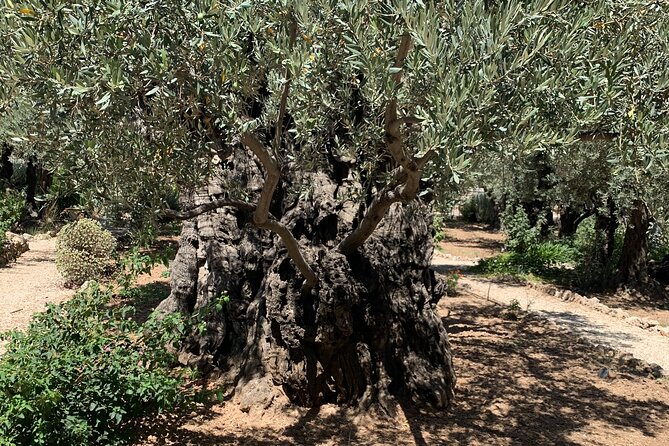 In The Footsteps of Jesus Day Tour - Dguide Self Guiding App - Tour Reviews