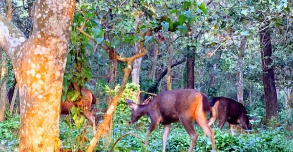 In the Heart of Nature: Full-Day Walking Safari in Chitwan - Questions You May Have