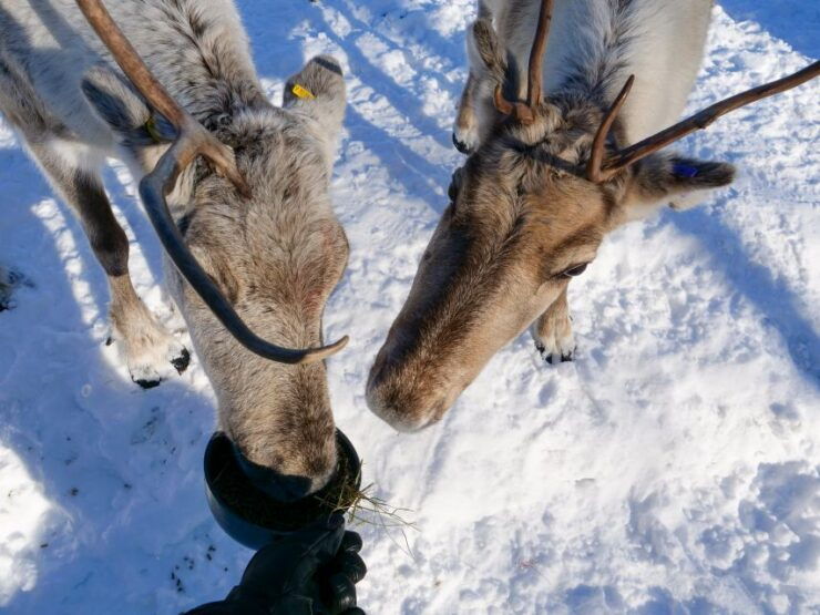 Inari: Sami Culture, Reindeer Farm Visit, and Campfire Lunch - Activity Details