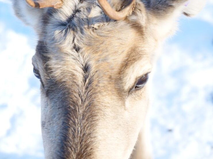 Inari: Sami Culture, Reindeer Farm Visit, and Campfire Lunch - Experience Highlights