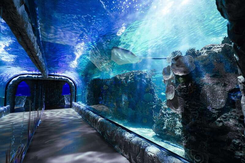 Inbursa Aquarium Entry Ticket with VR Option - Discovering the Inbursa Aquarium: What It’s All About