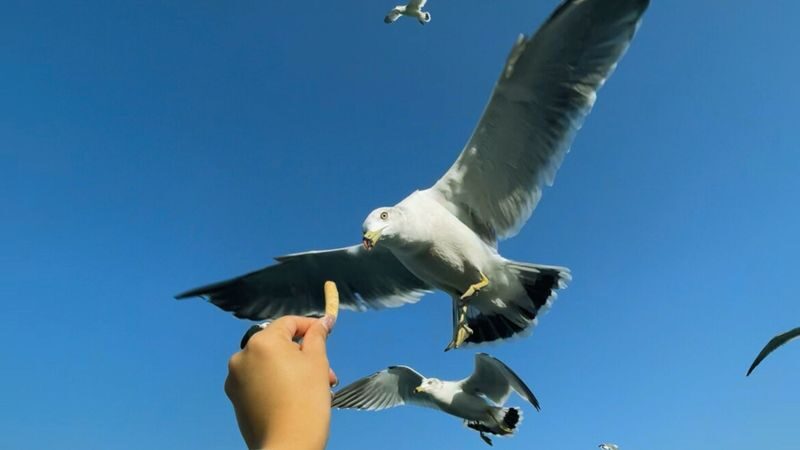 Incheon Day Tour from Seoul: Ganghwado Luge, Railbike, Seagull Ferry - The coastal options: pedal, sail and feed the gulls