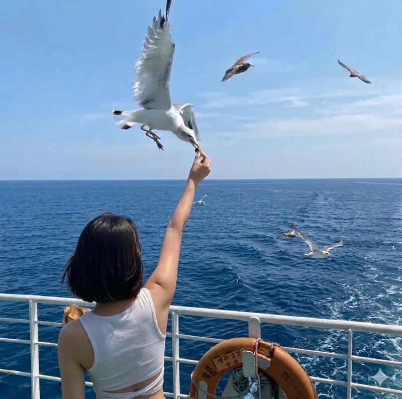 Incheon Ganghwa Luge, Rail Bike & Seagull Feeding Day Tour - Seagull feeding: a small moment with a weather catch