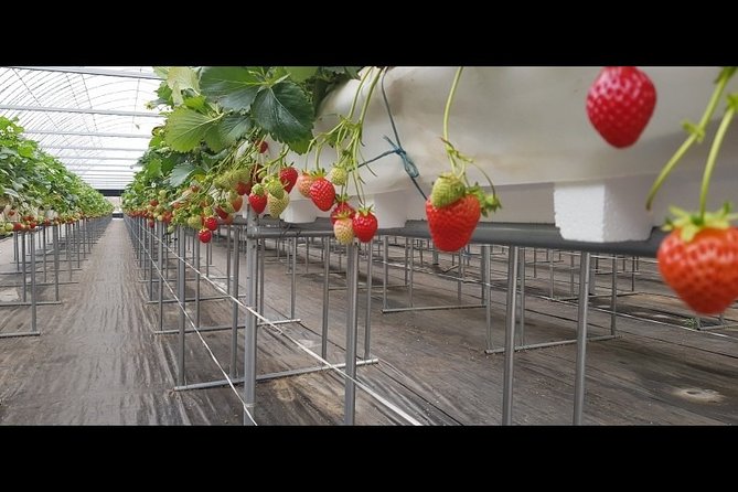 Incheon Ganghwado Island Peace 1 Day Tour(from Seoul) by Trippose - The Sum Up